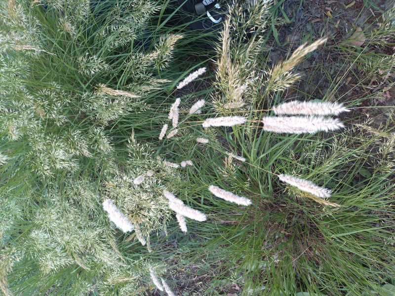 Auf dem Bild ist der Wiesen-Fuchsschwanz mit seinen charakteristischen, walzenförmigen Blütenständen in einer Wiese zu sehen.