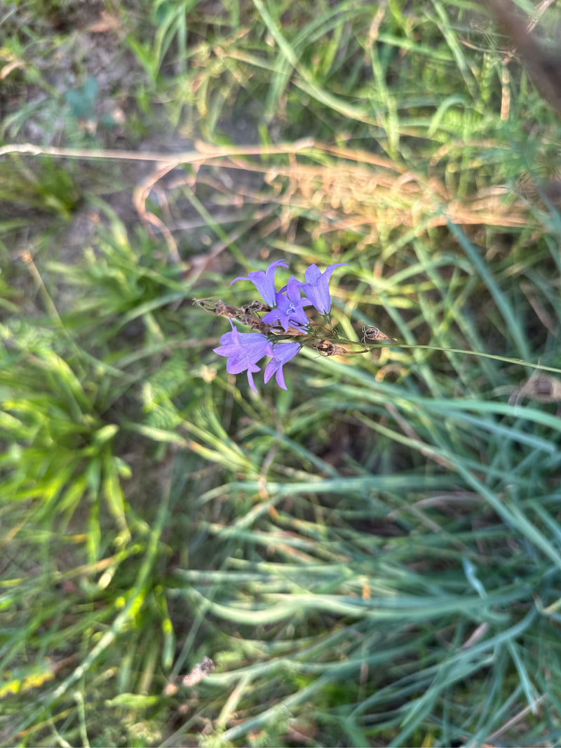 Ausgebreitete Glockenblume — Bild 3 von 11