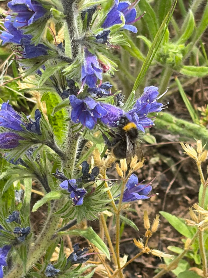 Eine Wiesenhummel sitzt auf einer violetten Blüte und ist gut zu erkennen. Sie sucht nach Nektar.
