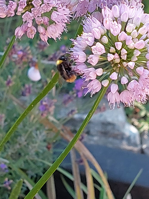 Wiesenhummel (Bombus pratorum) – Bild 1