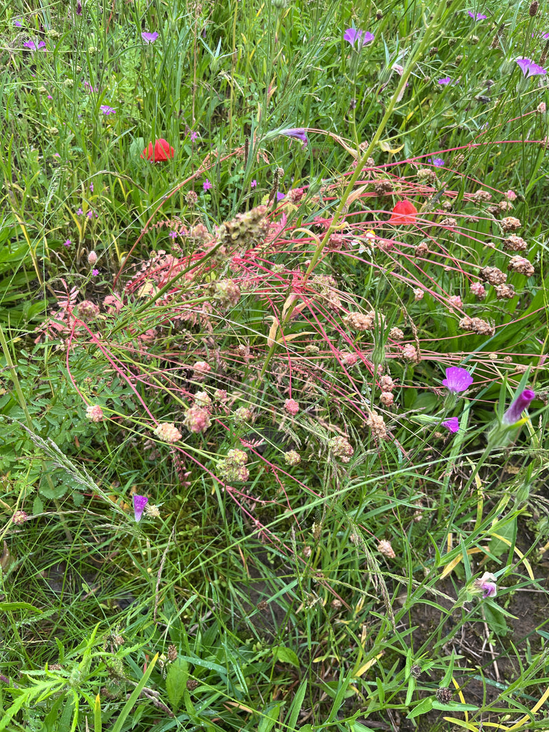 Zu sehen ist eine Pimpinelle mit ihren charakteristischen rötlichen Stängeln und Blütenständen mitten in einer bunten Wiese. Die Aufnahme zeigt die Pflanze v...