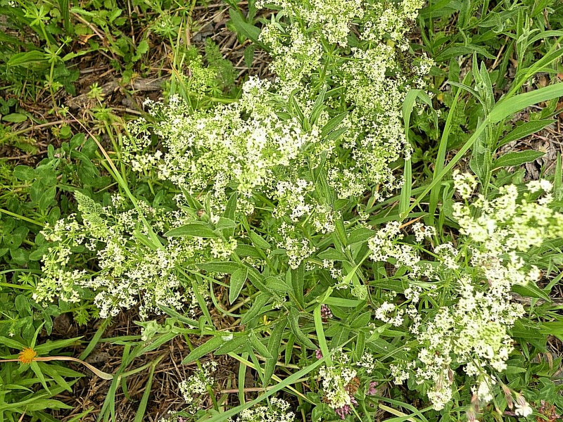 Das Foto zeigt blühendes Wiesen-Labkraut mit vielen kleinen weißen Blüten und grünen Blättern in einer Wiese. Die Aufnahme erfolgt aus der Vogelperspektive.