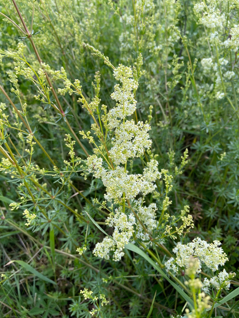 Zu sehen ist ein blühendes Wiesen-Labkraut mit typischen weißen Blütenständen und quirlig angeordneten Blättern in einer Wiese.
