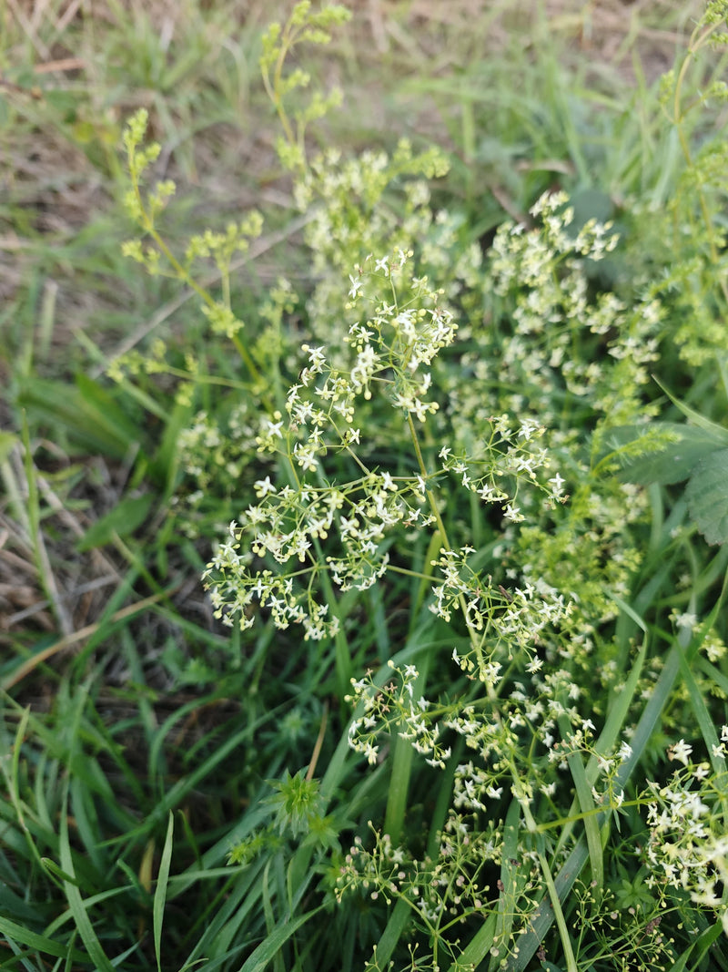 Nahaufnahme eines Wiesen-Labkrauts mit filigranen, weiß blühenden Blütenständen, eingebettet in grünes Gras.