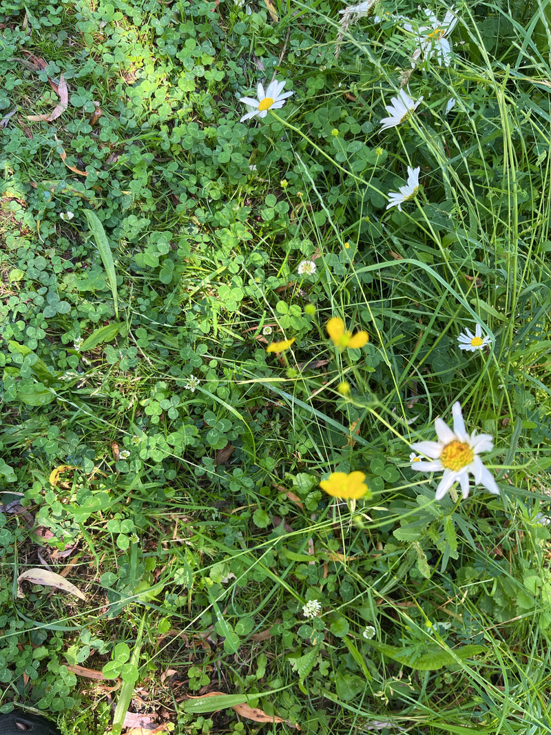 Auf der Wiese blühen mehrere Margeriten mit weißen Blütenblättern und gelber Mitte. Sie wachsen umgeben von grünem Gras und Klee.