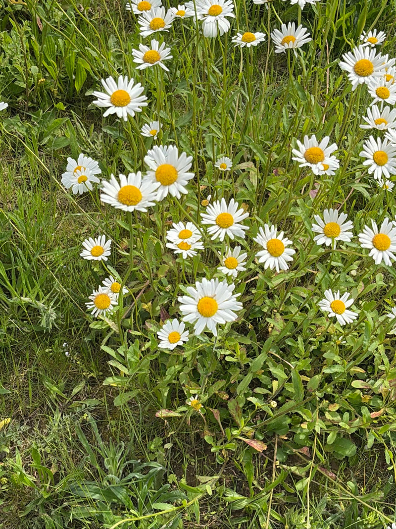 Auf einer grünen Wiese blühen zahlreiche Margeriten mit weißen Blütenblättern und gelber Mitte. Die Pflanzen stehen dicht beieinander zwischen Gräsern.