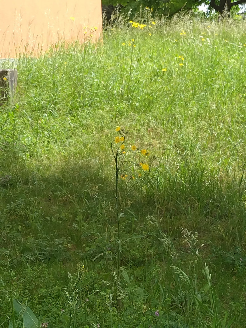 Zu sehen ist eine blühende Pflanze des Wiesen-Pippaus mit gelben Blütenkörbchen. Sie steht auf einer grünen Wiese mit hohem Gras.