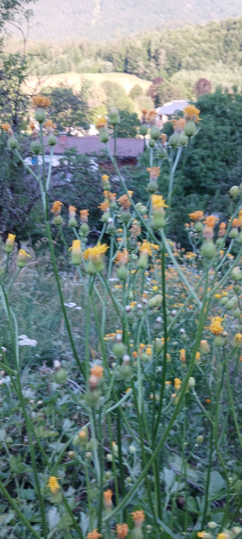 Auf dem Bild sind mehrere Wiesen-Pippau-Pflanzen mit gelben Blüten und Knospen zu sehen. Sie wachsen auf einer naturnahen Wiese vor einer waldigen Umgebung.