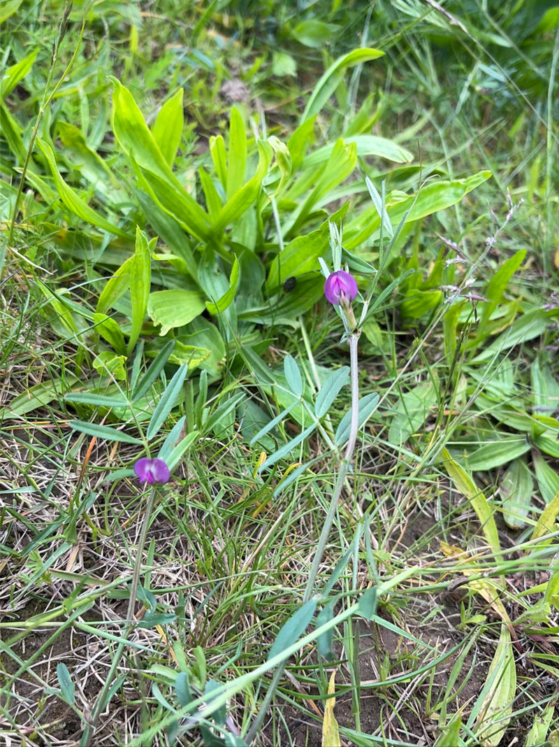 Wiesen-Platterbse — Bild 1 von 12