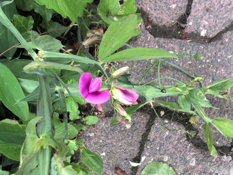 Wiesen-Platterbse — Bild 3 von 12