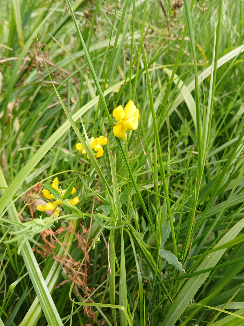 Auf der Aufnahme sind die charakteristischen gelben Blüten und grünen Blätter einer Wiesen-Platterbse zu sehen, die zwischen hohen Gräsern wächst. Die Pflanz...
