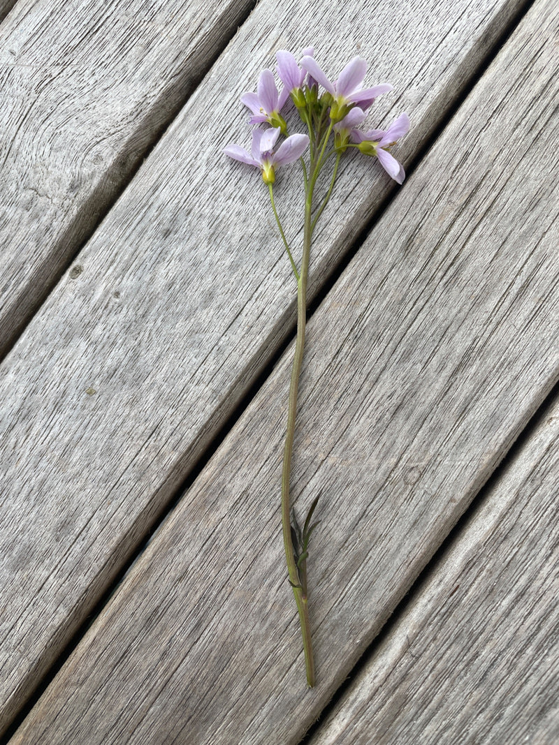 Auf dem Bild ist ein einzelner Stängel des Wiesen-Schaumkrauts mit zarten rosa Blüten zu sehen. Die Pflanze liegt auf einer Unterlage aus Holz.