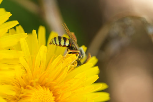 Wiesen-Wespenbiene (Nomada goodeniana) — Berlin, 26.04.2026