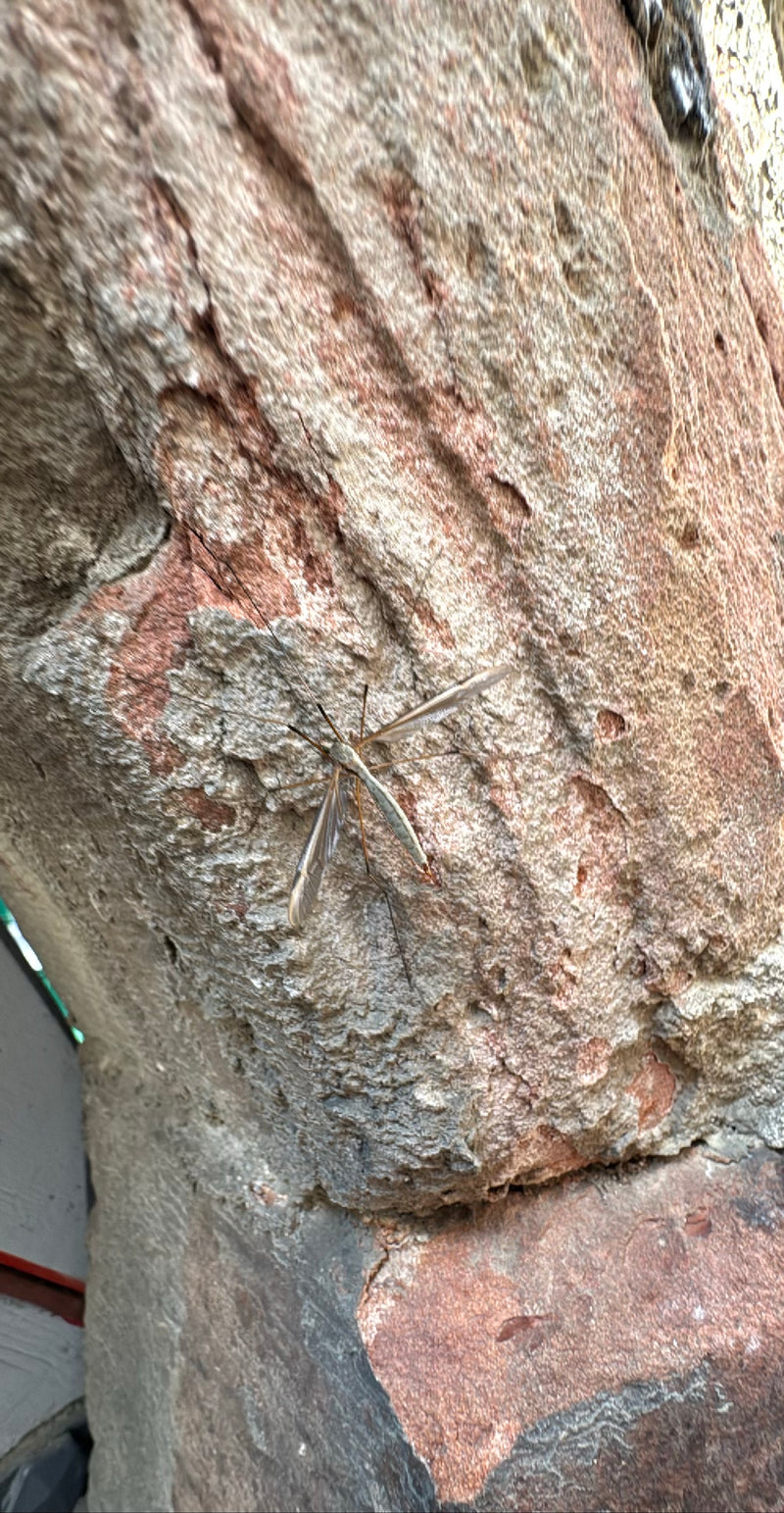 Eine erwachsene Kohlschnake sitzt auf einer strukturierten Steinwand. Ihre charakteristischen langen Beine und Flügel sind gut zu erkennen.