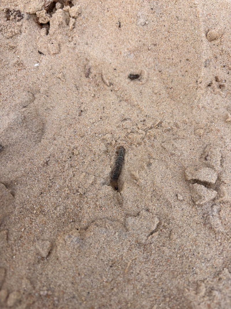 Das Bild zeigt sehr wahrscheinlich die Larve einer Schnake, die wegen ihrer zähen Haut im Englischen auch 'Leatherjacket' genannt wird. Diese zylindrischen, ...