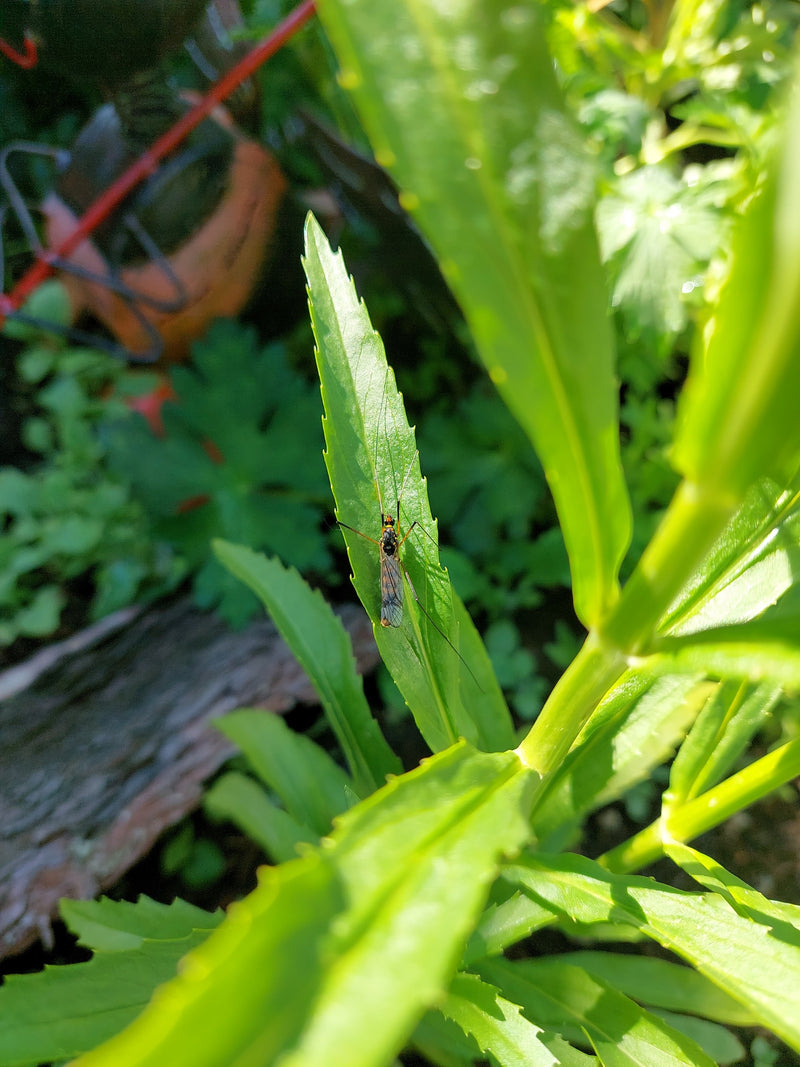 Eine Sumpfschnake sitzt gut sichtbar auf der Oberseite eines grünen Pflanzenblattes. Das Insekt ist von oben zu erkennen.