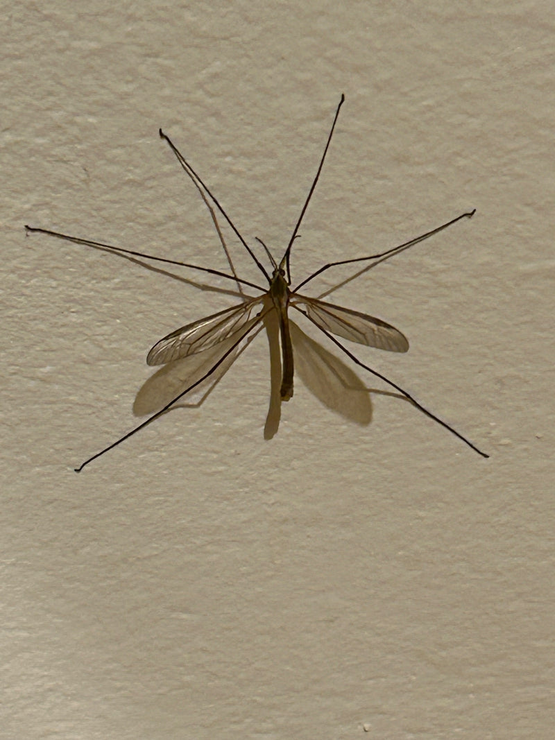 Eine Sumpfschnake sitzt mit ausgebreiteten Beinen und Flügeln auf einer hellen Wand. Das Insekt ist gut erkennbar.