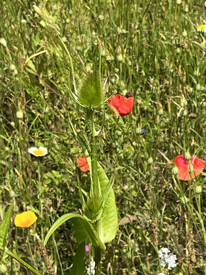 Wilde Karde — Bild 2 von 15