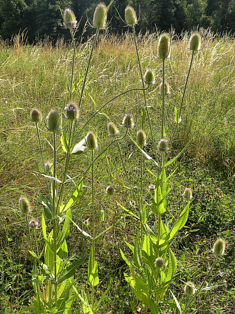 Wilde Karde — Bild 1 von 15
