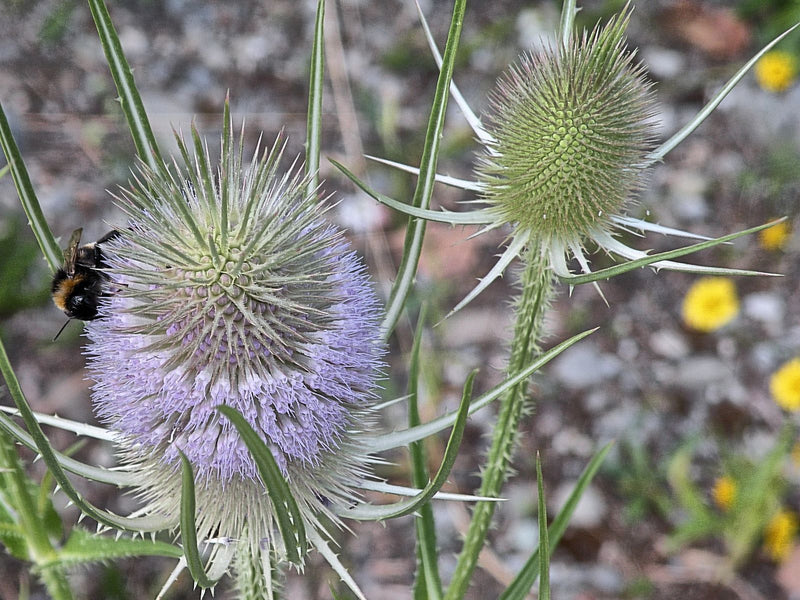 Wilde Karde — Bild 5 von 15