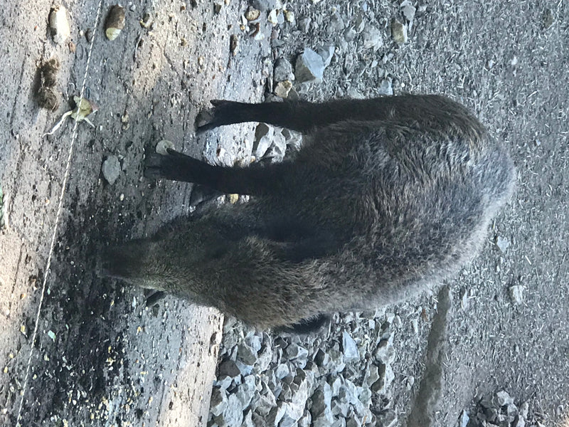 Ein Wildschwein steht auf steinigem Untergrund und ist von oben zu sehen. Es scheint Futter am Boden zu suchen.