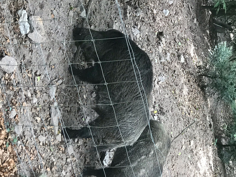Ein Wildschwein steht auf steinigem Waldboden hinter einem Maschendrahtzaun. Es bewegt sich langsam durch das bewaldete Gelände.