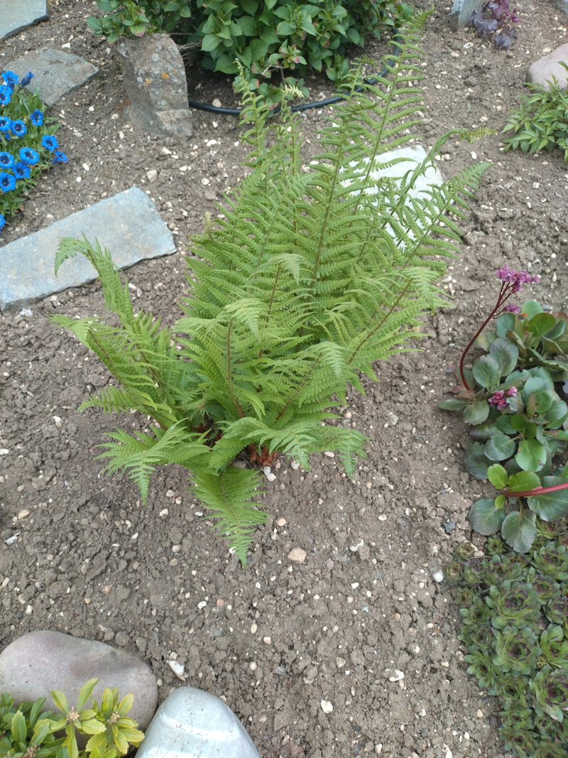 Zu sehen ist ein Wimper-Schuppenfarn, der zentral in einem offenen Gartenbeet auf dunkler Erde wächst.