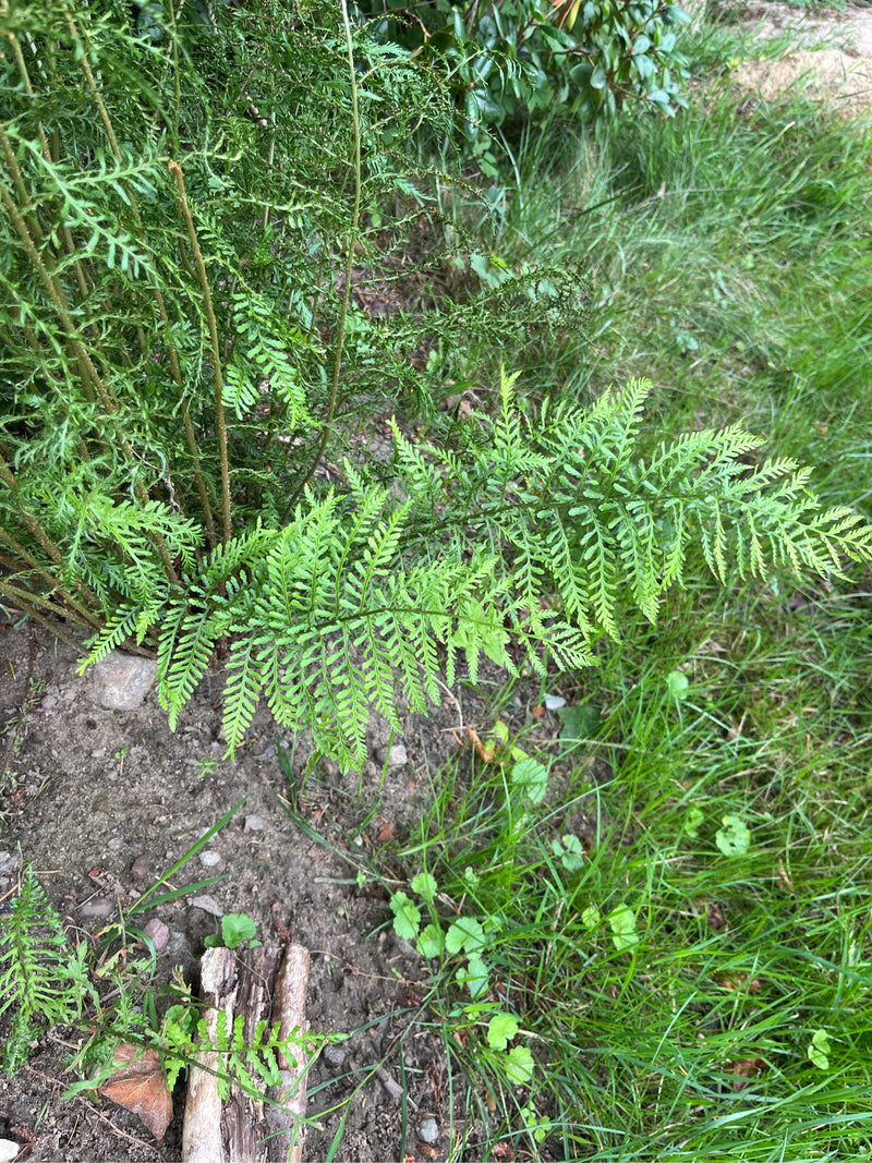Zu sehen ist ein frisch ausgetriebener Wimper-Schuppenfarn, der auf feuchtem Gartenboden nahe einer Rasenfläche wächst.