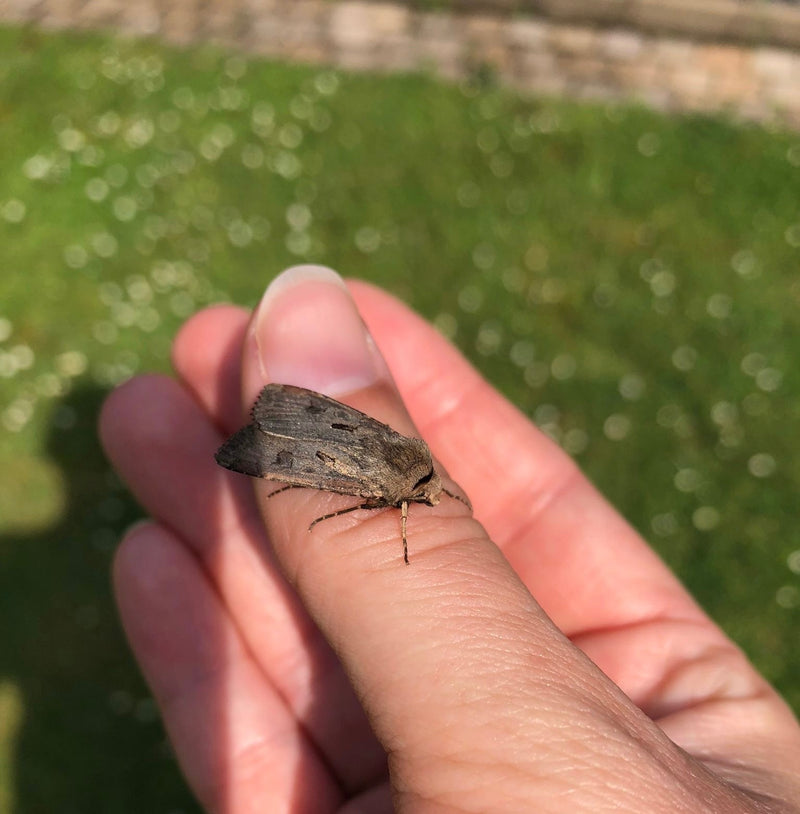 Eine Wintersaateule sitzt ruhig auf einem menschlichen Finger. Im Hintergrund ist verschwommen eine Rasenfläche zu sehen.