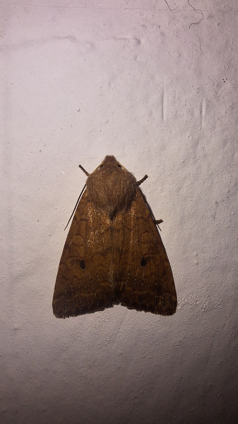 Eine Wintersaateule sitzt in Ruhestellung auf einer hellen, strukturierten Wand. Die braunen Flügel und der behaarte Thorax sind deutlich zu erkennen.