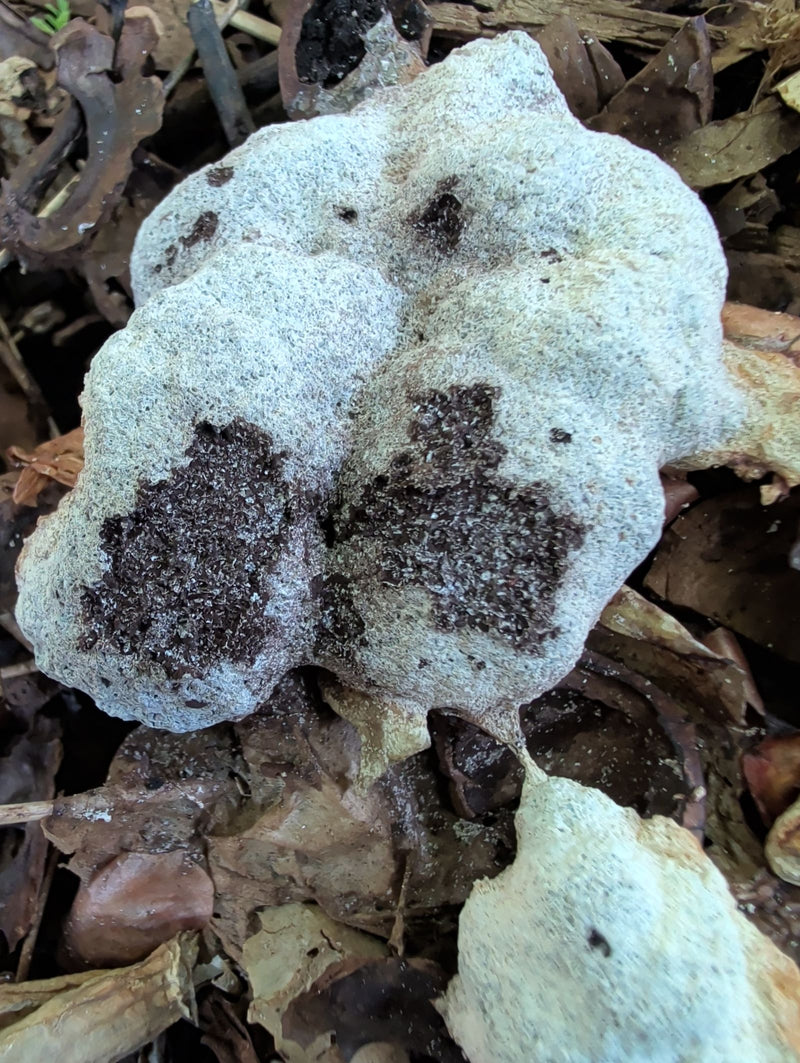 Wolfsmilch-Netzstäubling — Bild 3 von 13