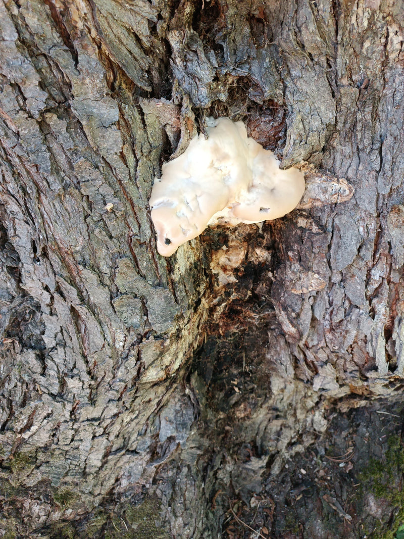 Wolfsmilch-Netzstäubling — Bild 2 von 13