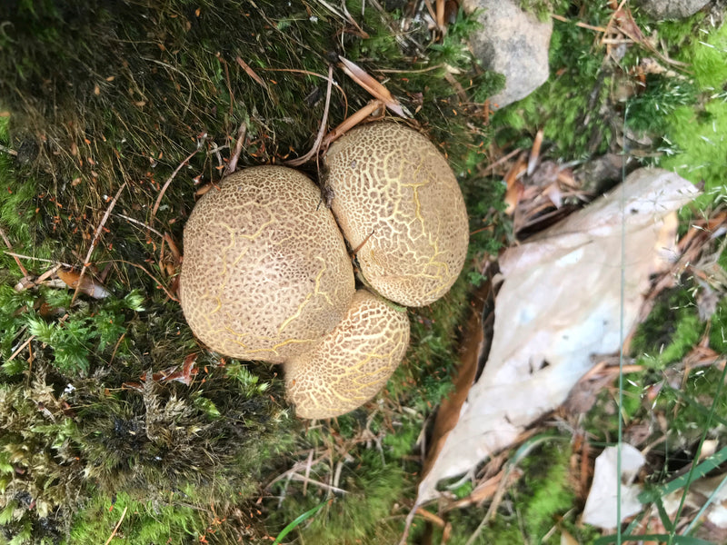 Wolfsmilch-Netzstäubling — Bild 4 von 13