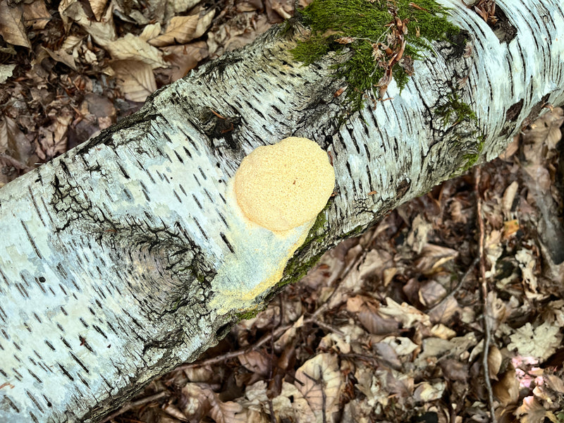 Wolfsmilch-Netzstäubling — Bild 1 von 13