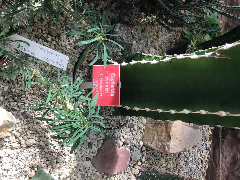 Verschiedene Wolfsmilch-Arten wachsen auf einem hellen Kiesbett in einer Gartenanlage. Zu sehen sind sukkulente Triebe und grüne Blätter.