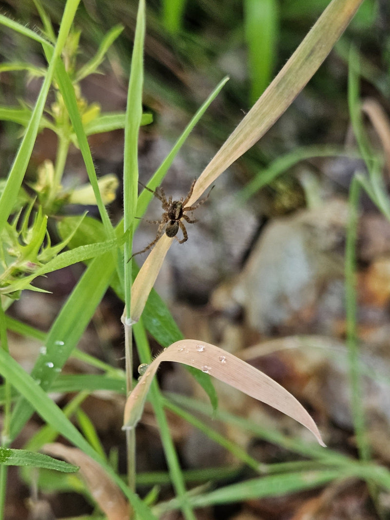 Eine Wolfspinne sitzt auf einem trockenen Grashalm inmitten von grünem Gras. Die Aufsicht zeigt die charakteristische Zeichnung des Tieres.