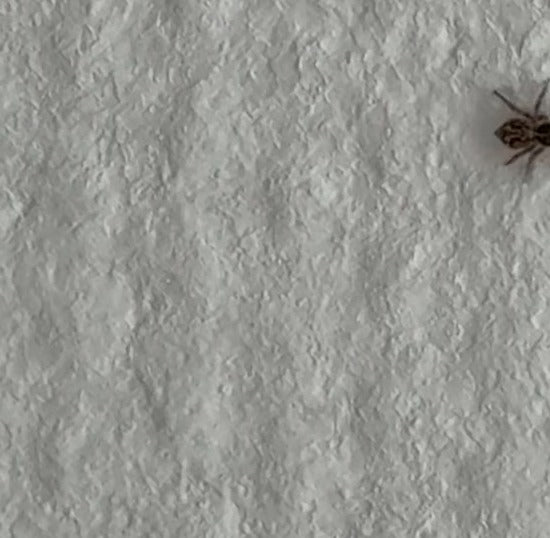 Eine kleine Wolfspinne sitzt auf einer hellen, strukturierten Wand. Das Tier ist nah am rechten Bildrand zu sehen.