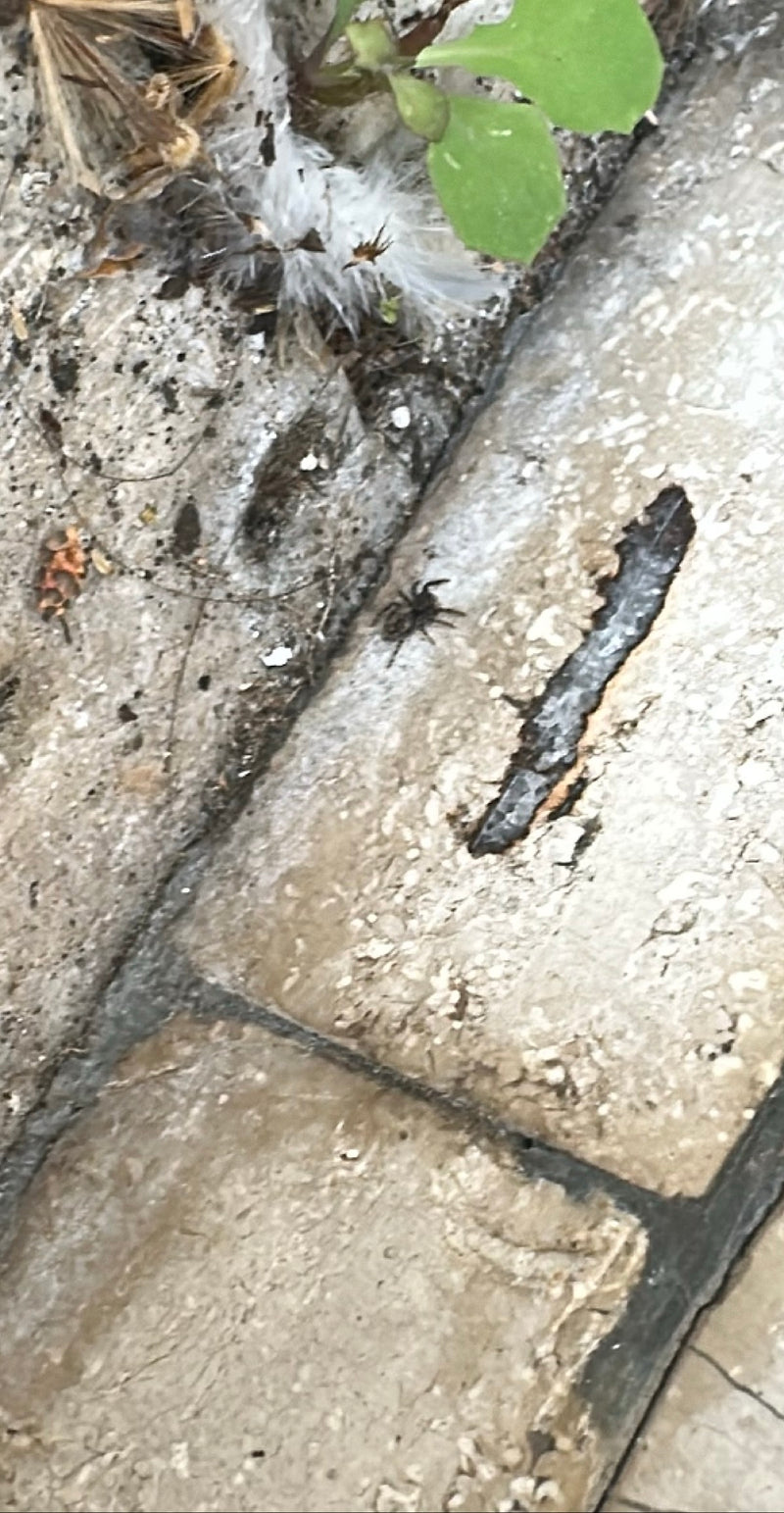 Aufgrund der sehr geringen Bildauflösung und starken Unschärfe ist eine genaue Bestimmung nicht möglich. Es handelt sich um eine Spinne, deren dunkle Färbung...