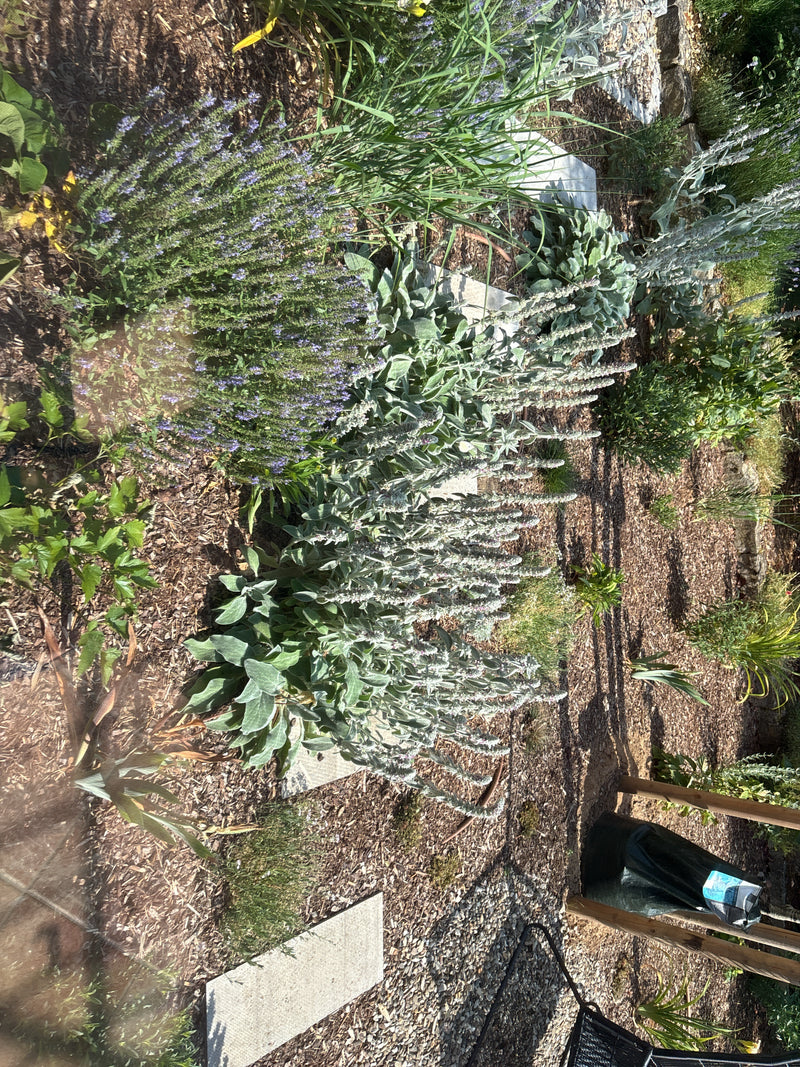 Mehrere silbrig-graue Wollziest-Pflanzen wachsen in einem sonnigen Gartenbeet auf Rindenmulch. Die charakteristischen, filzigen Blätter und aufrechten Blüten...
