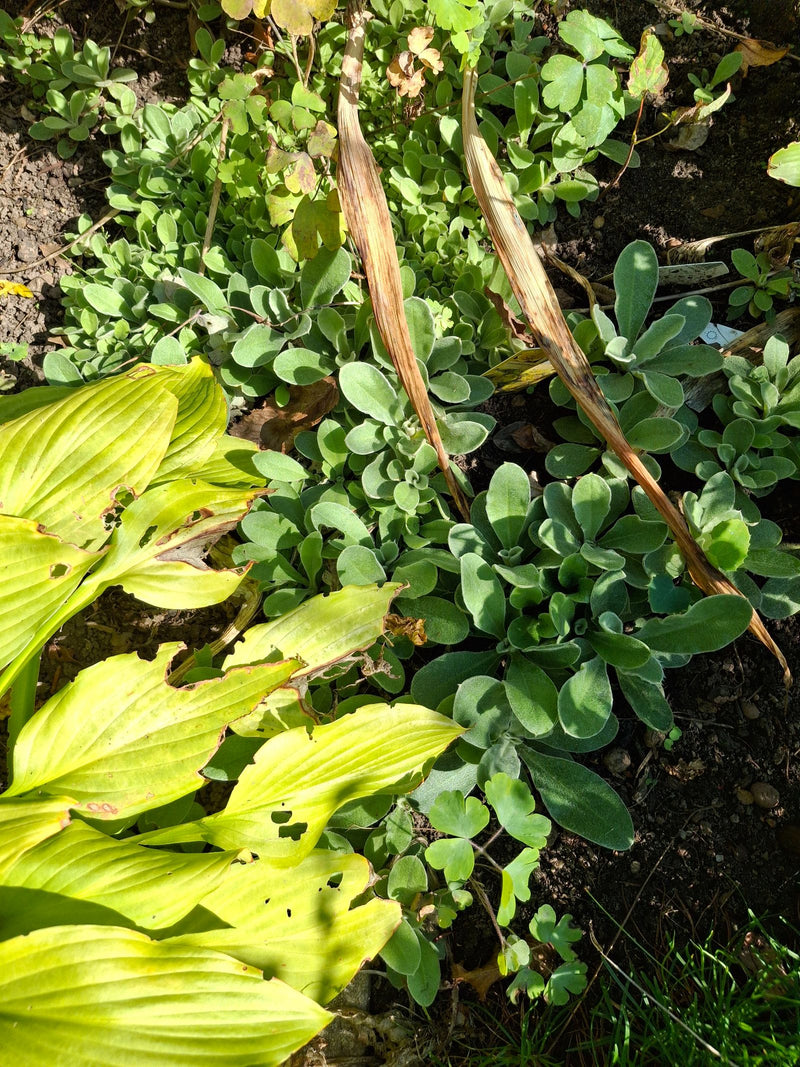 Dicht wachsende, silbrig behaarte Blattrosetten des Wollziests in einem Gartenbeet neben einer Funkie.