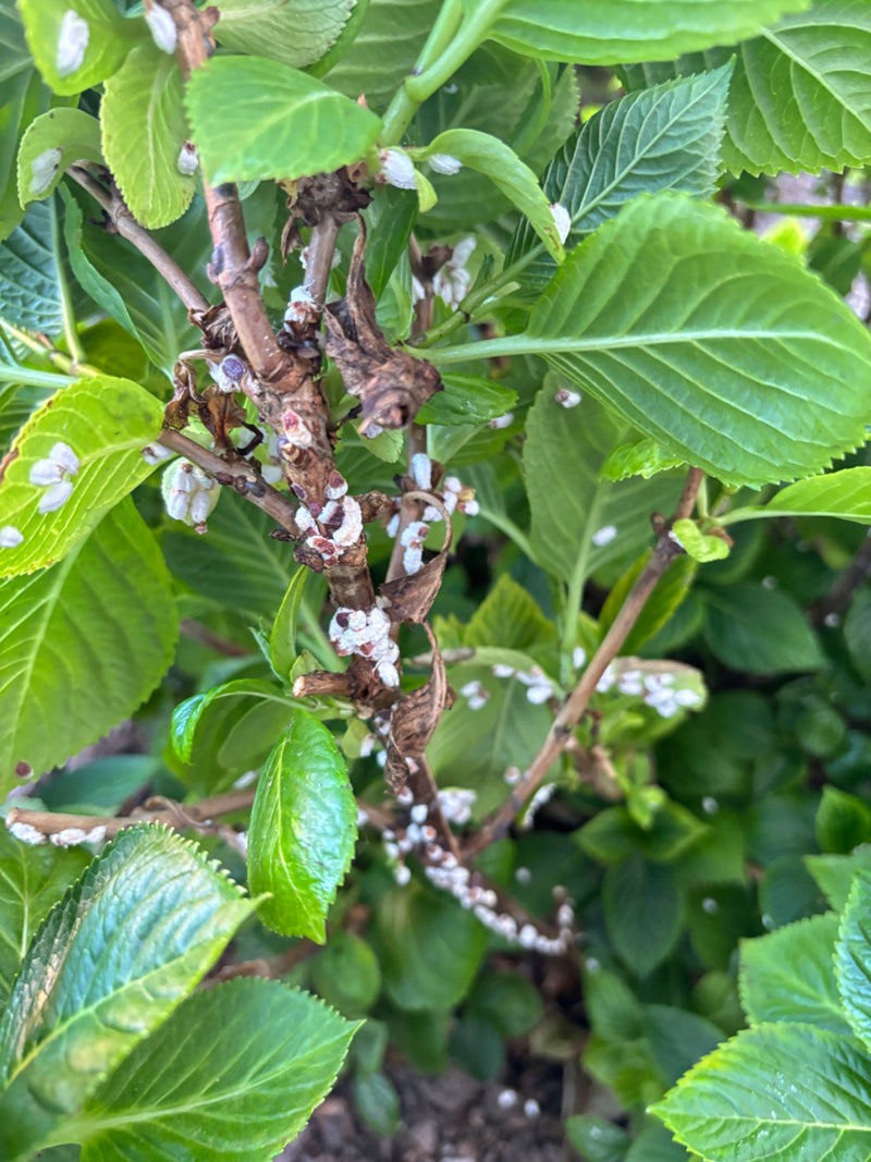 Auf den Zweigen und Stängeln einer Hortensie sind zahlreiche Wollige Hortensien-Napfschildläuse mit ihren typischen Wachstuch-Ohrsäcken zu sehen. Sie sitzen ...