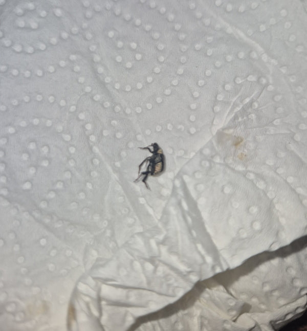 Auf einem weißen Papiertuch ist ein adulter Wollkrautblütenkäfer zu sehen. Das kleine Insekt liegt leicht seitlich.