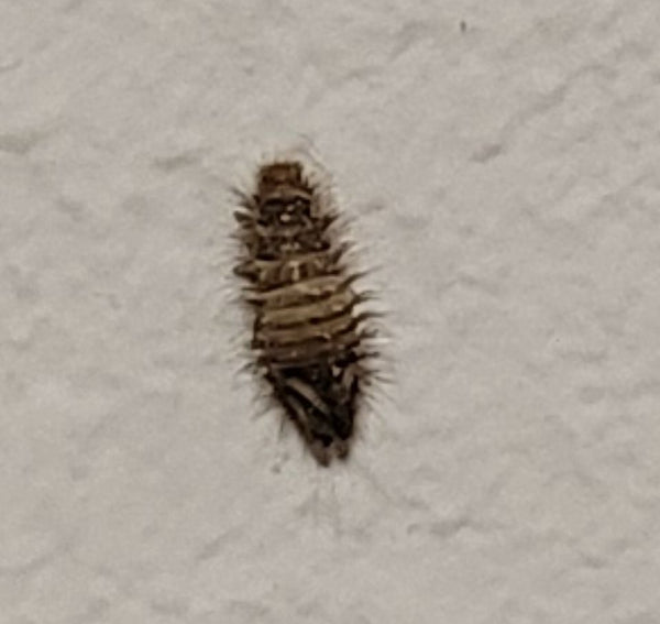 Eine behaarte Larve des Wollkrautblütenkäfers ruht auf einer weißen, strukturierten Wand.