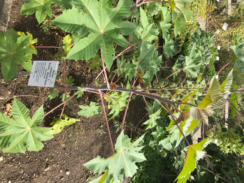 Zu sehen ist eine junge Rizinus-Pflanze mit charakteristischen, sternförmig gelappten Blättern und rötlichen Stängeln, aufgenommen von oben im Gartenbett.