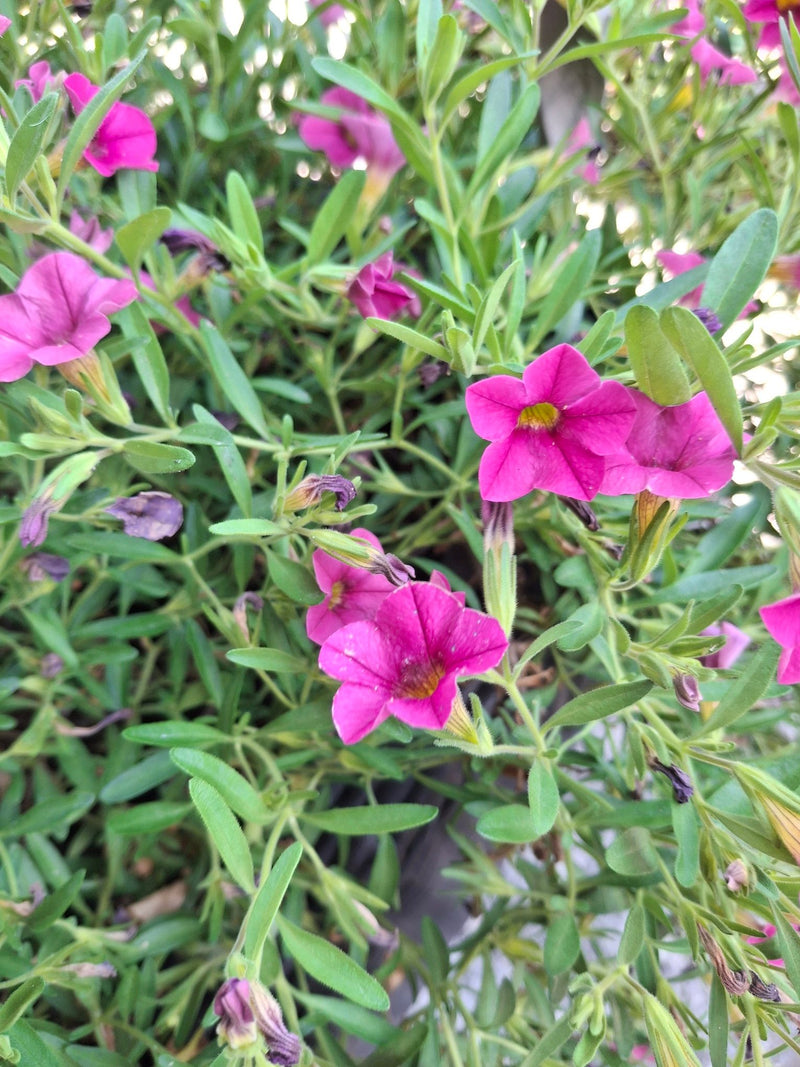 Das Bild zeigt eine dichte Ansammlung von pinken Zauberglöckchen mit grünem Blattwerk. Die trichterförmigen Blüten stehen voll im Flor.