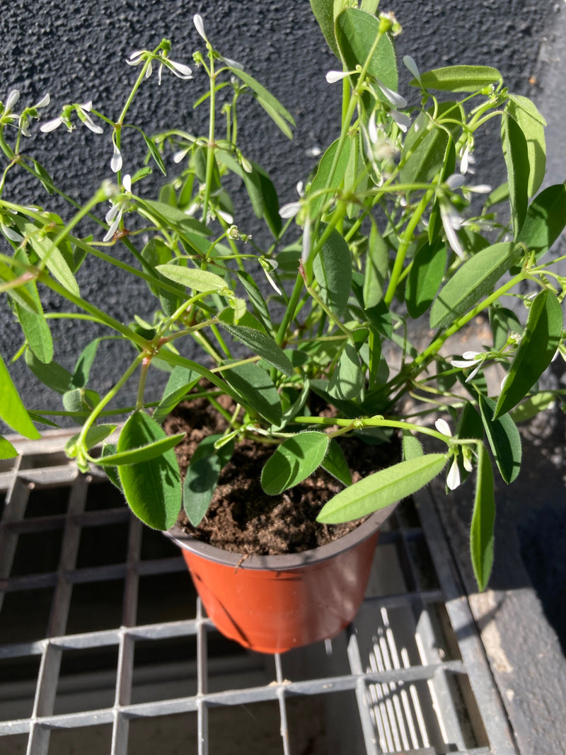 Zu sehen ist eine Topfpflanze mit feinen grünen Blättern und zahlreichen kleinen weißen Blüten. Die Pflanze steht auf einem Gitterrost.