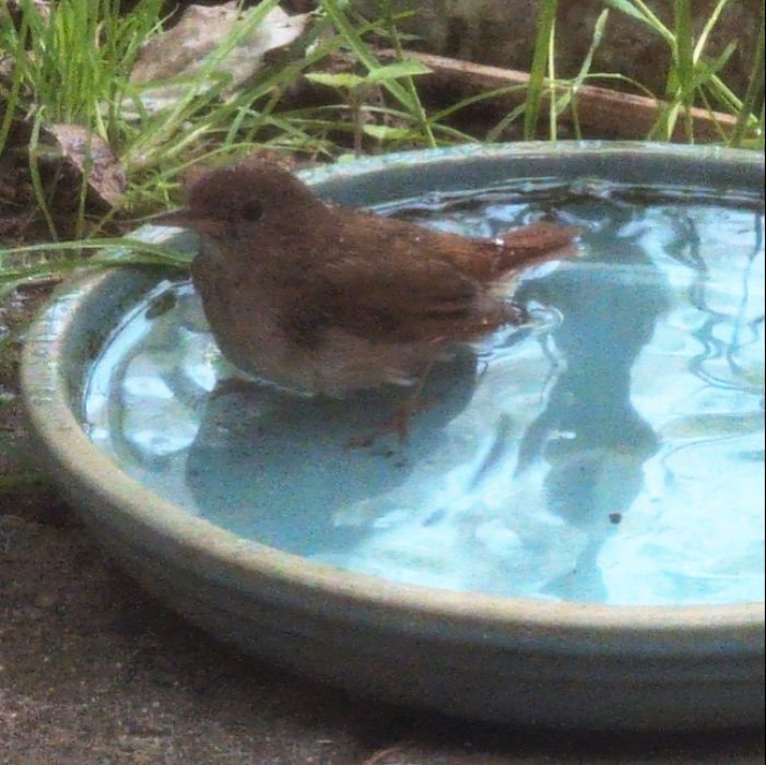 Ein kleiner, brauner Zaunkönig sitzt in einer flachen Wasserschale und badet. Das Gefieder des Vogels ist nass und er steht im flachen Wasser.