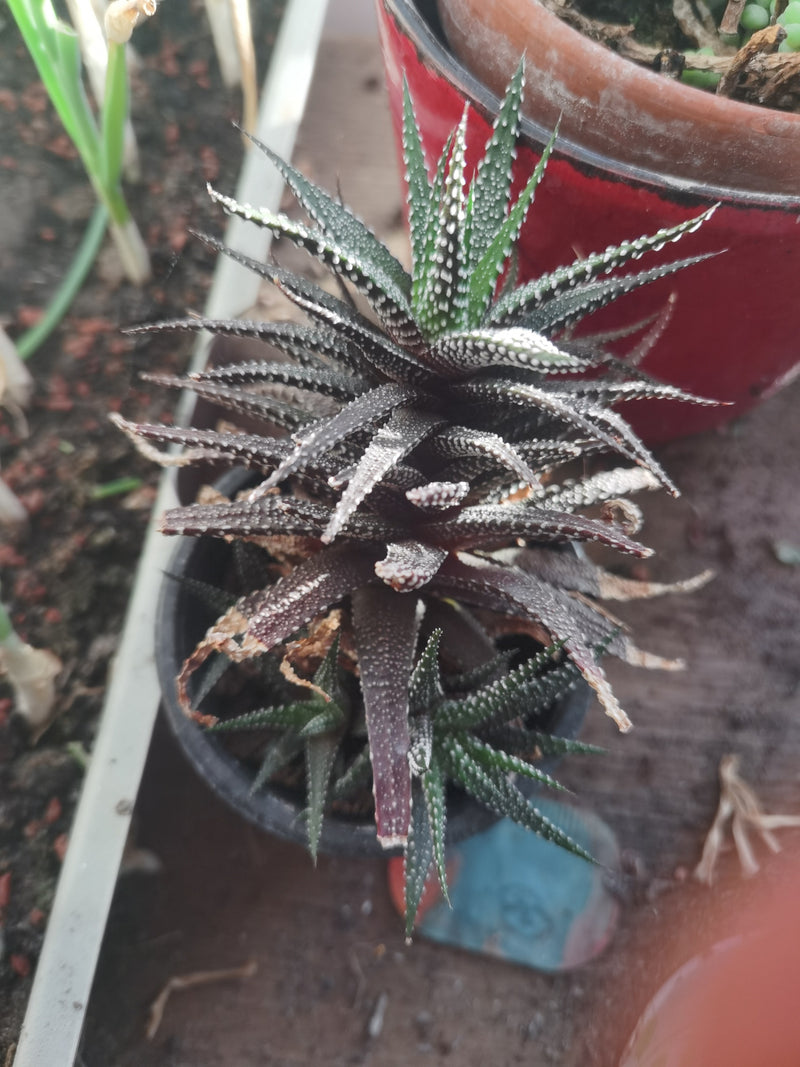 Zu sehen ist eine Zebra-Ampelaloe in einem kleinen Blumentopf aus der Vogelperspektive. Die sukkulenten Blätter zeigen die typische weiße Streifung.