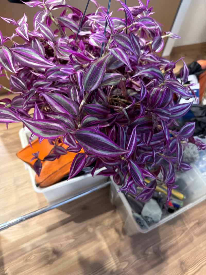 Das Bild zeigt eine gesunde Pflanze des Zebrakrauts mit charakteristischen violett-silbern gestreiften Blättern in einer Hängeampel. Die Triebe hängen herab ...