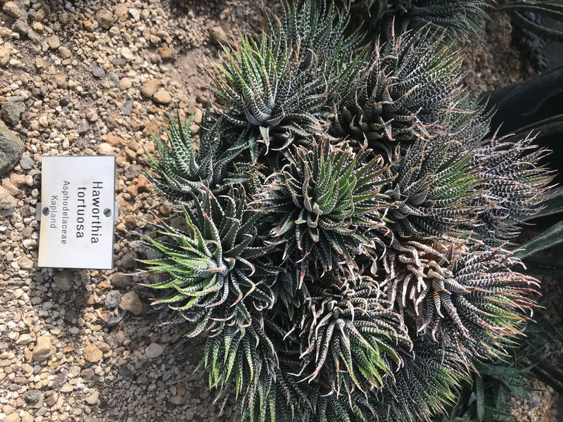Zebra-Haworthie — Bild 1 von 1